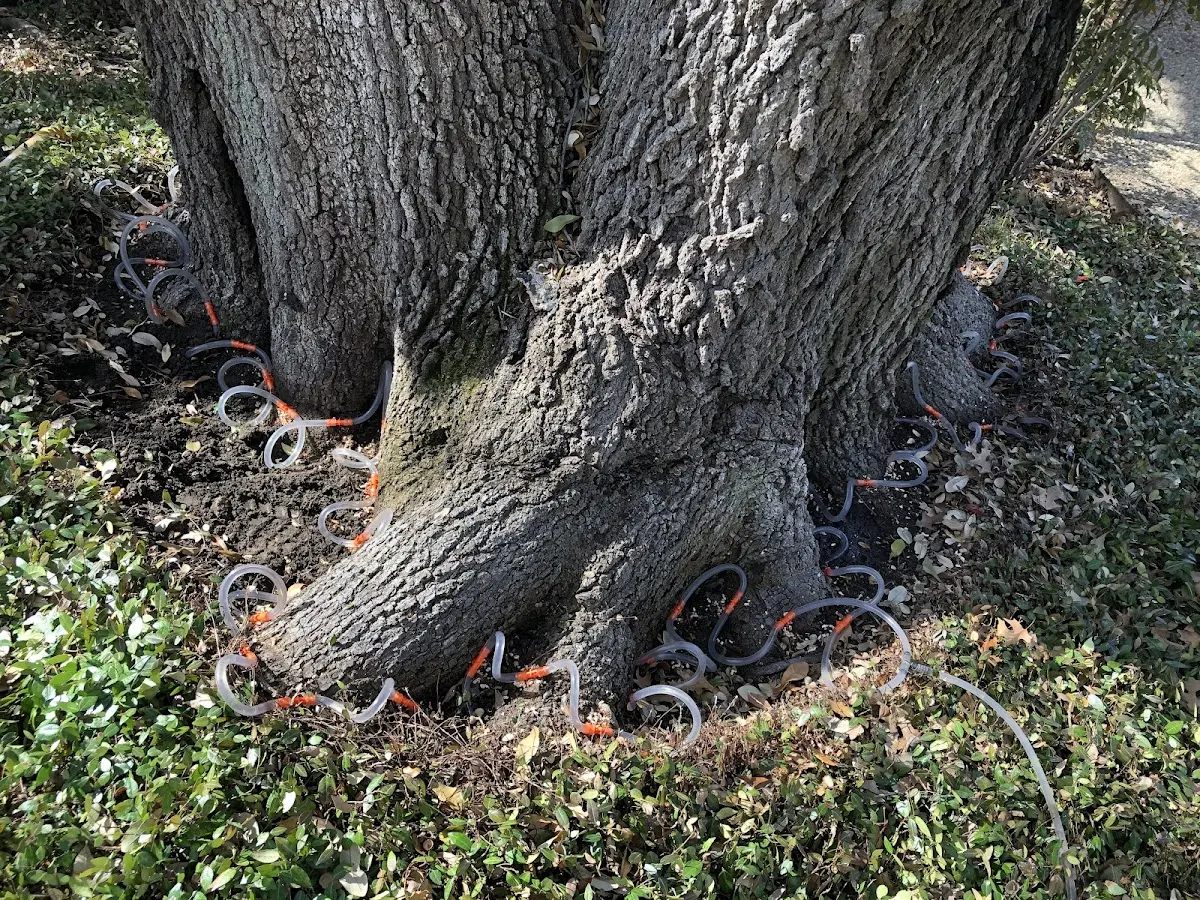 Detailed Tree Cabling and Bracing job site in Tupelo