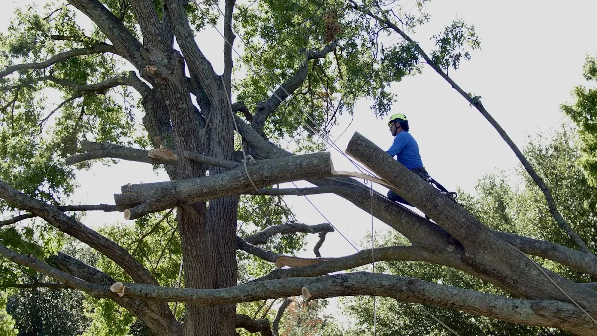 Professional Hazardous Tree Removal performed by certified arborists in Tupelo